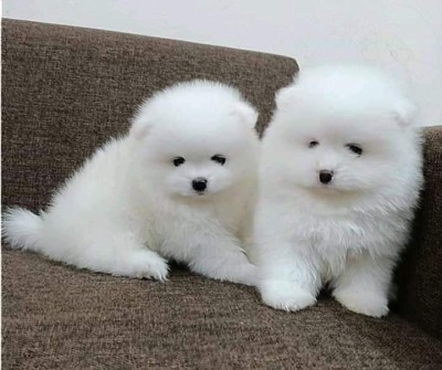 Pomeranian rasa pura foto