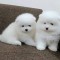 Pomeranian rasa pura