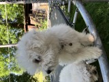 Bichon femela