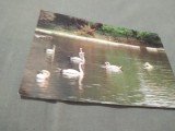 Cumpara ieftin CARTE POSTALA --FELICITARE NECIRCULATA