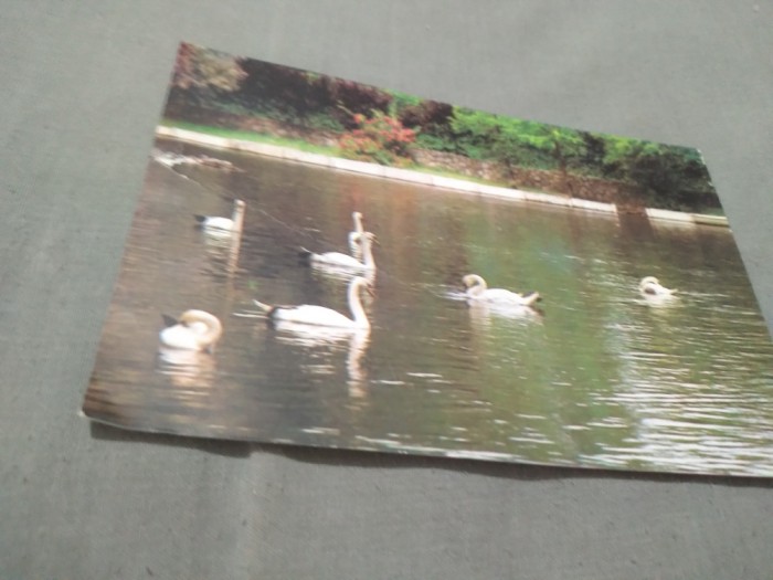 CARTE POSTALA --FELICITARE NECIRCULATA
