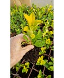 🍃🐝 Euonymus, ghiveci, 14cm, Oem
