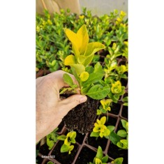 🍃🐝 Euonymus, ghiveci, 14cm