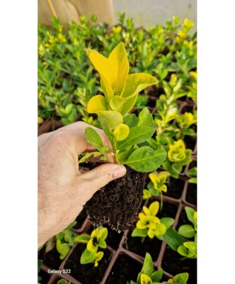 🍃🐝 Euonymus, ghiveci, 14cm foto