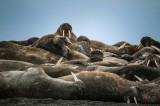 Tablou Canvas, "&Icirc;n &icirc;mpărăția morsei somnoroase", Nu pot să identific persoane &icirc;n imagini, dar pot să &icirc;ți spun despre animalele din fotografie: sunt mo