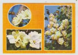 bnk cp Flori - carte postala circulata - marca fixa - cod 496/70