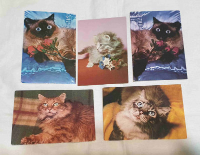 Pisici - Carte Postala veche - Lot x 5 bucati # 3 foto