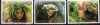 POLINEZIA FRANCEZA 1983, Flora, Femei, serie neuzata, MNH, Nestampilat