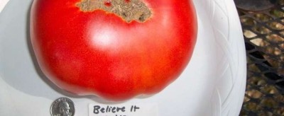 Rosii , tomate soiul BELIEVE IT OR NOT - 5 seminte pentru semant foto