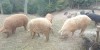 Vand porci Mangalita crescuti semi liberi