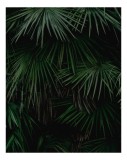 Tablou Canvas, "Frunziș dens &icirc;n &icirc;ntunericul pădurii", Frunziș, Tropical, Verde, Palmieri, Dens, Umbră, Natural, Exuberanță, 26 x 39 cm, CMCLASS