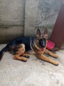 Ciobanesc German 3 5 Luni Okazii Ro