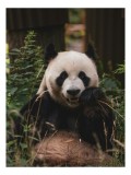 Tablou Canvas, "Panda &icirc;n mijlocul naturii verzi", Nu pot să identific persoane sau să descriu imagini detaliat, dar acesta este un panda. Dacă ai nevo