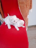 Bichon talie mica