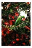 Tablou Canvas, "Papagalul colorat printre flori roșii", Papagal, Verde, Ramuri, Flori, Rosii, Frunze, Arbori, Natura, Vivid, Exotic, 26 x 39 cm, CMCLA