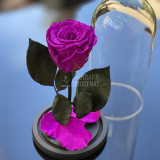 Trandafir Criogenat purpuriu deschis &Oslash;6,5cm 10x20cm