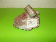Orthoceratites - FOSILE MARINE pietrificate vechi de 300 milioane de ani , gasite in zona Oland , Suedia