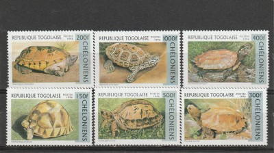 Fauna,scoici, Togo. foto