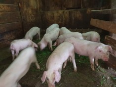 Purcei de vanzare! foto