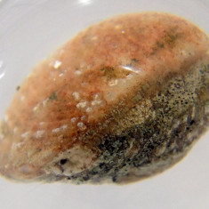 Specimen FOSILA marina scoica in sfera de rasina