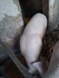 Porc de v&acirc;nzare