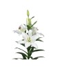 Crin, Lilium Parrano,16/18,Alb, 1 bulb, Oem