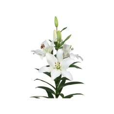 Crin, Lilium Parrano,12/14,Alb, 1 bulb