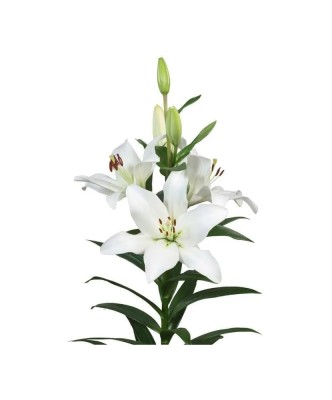 Crin, Lilium Parrano,12/14,Alb, 1 bulb foto