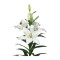 Crin, Lilium Parrano,12/14,Alb, 1 bulb
