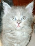 Seraphique, Scottish straight longhair Blue, isi cauta Om
