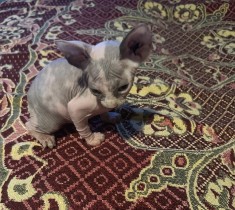 De vanzare pui de sfinx/sphinx