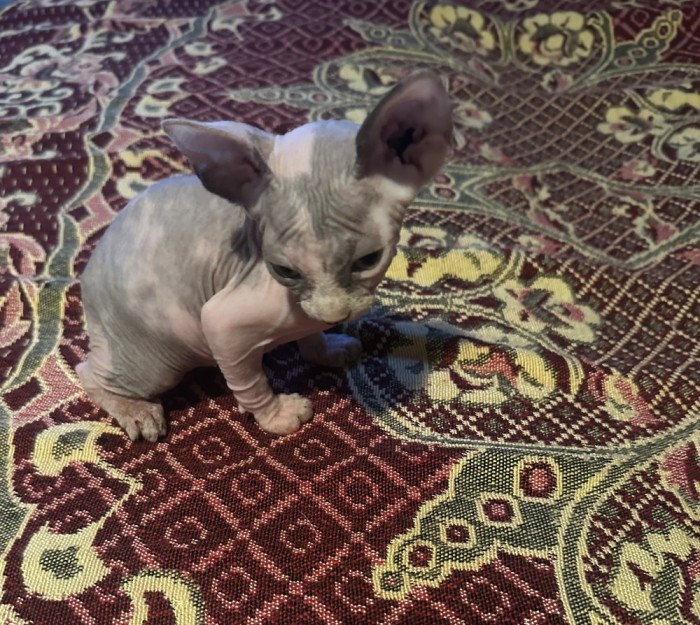 De vanzare pui de sfinx/sphinx