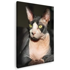 Tablou pisica Sfinx Tablou canvas pe panza CU RAMA 20x30 cm