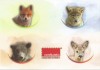 Romania, LP 1960/2014, Pui de animale salbatice, c.p.i. maxime in etui
