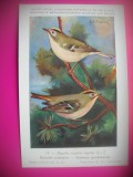 HOPCT 6255 REGULUS REGULUS REGULUS -PASARI-FAUNA EUROPA-CP CHROMO LITHO -MUZEUL REGAL STIINTE NATURALE BELGIA-NECIRCULATA, Printata