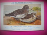HOPCT 6335 CALIDRIS MARITIMA MARITIMA -PASARI DE APA-FAUNA EUROPA-CP CHROMO LITHO -MUZEUL REGAL STIINTE NATURALE BELGIA-NECIRCULATA, Printata