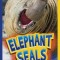 Elephant Seals
