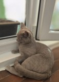 Pisica british shorthaire