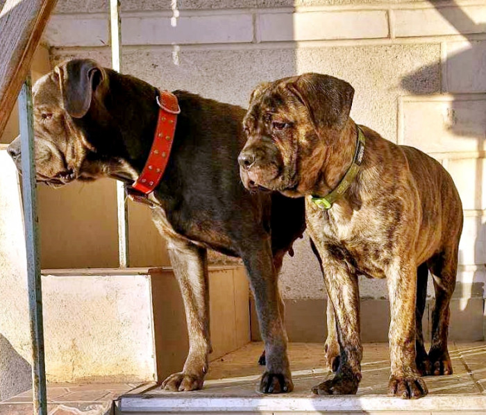 Catei Cane Corso