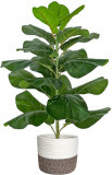Planta Ficus Artificiala In Cos De Bumbac Cu Frunze Verzi, Inaltime 78 cm