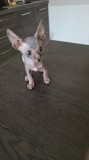 Motan Sphynx de vanzare in Bucuresti