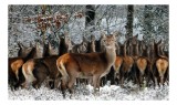 Tablou Canvas, "Căprioare &icirc;n liniștea iernii pădurii", Căprioare, Zăpadă, Pădure, Iarnă, Copaci, Natură, Frig, Animale, Peisaj, Sălbăticie, 39 x 26 cm