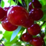 Cumpara ieftin Visin &ndash; Soiul Crisana