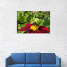 Tablou Canvas, Insecta de pe floare - 40 x 60 cm foto