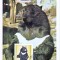 Fauna, Ursi, Maxime