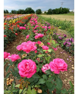 TRANDAFIRI CAPRICE - RADACINA NUDA foto