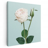 Tablou floare trandafir alb Tablou canvas pe panza CU RAMA 80x80 cm