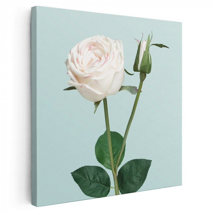 Tablou floare trandafir alb Tablou canvas pe panza CU RAMA 40x40 cm
