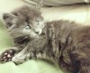 Puiuti irezistibil Schottish blue longhair, fold si straight, cauta Om de nadejde, Royal Canin