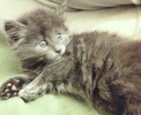 Puiuti irezistibil Schottish blue longhair, fold si straight, cauta Om de nadejde, Royal Canin
